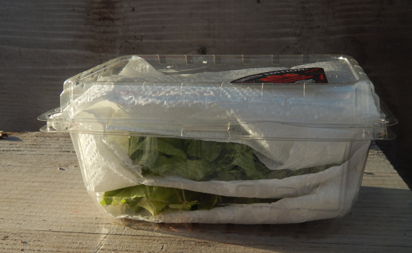 Keep lettuce fresh with simple upcycle kitchen hack