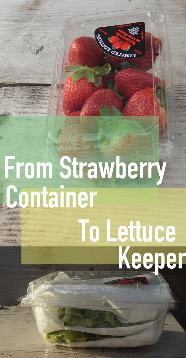 lettuce crisper, lettuce clam shell, lettuce packaging, aquaponic lettuce